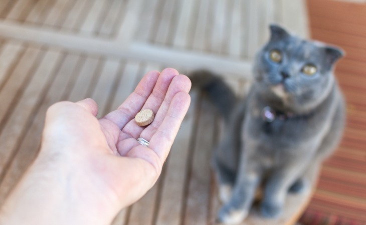 donner un médicament à son chat
