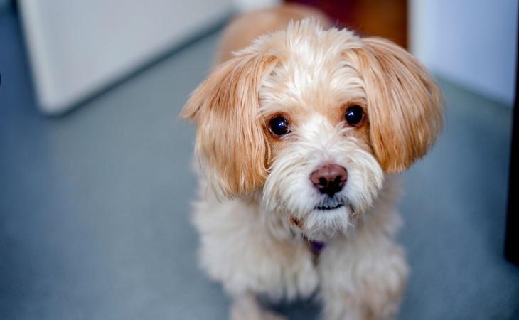 ostéopathie pour chien