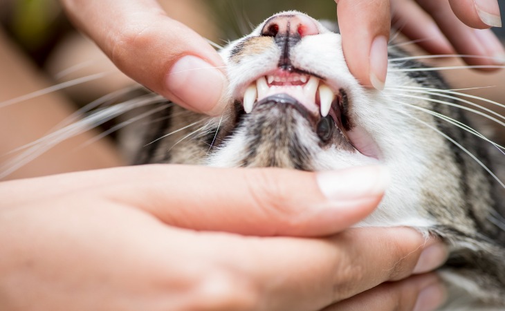 dientes del gato