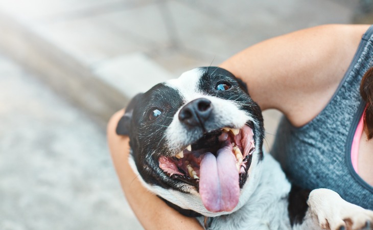 prendre soin des dents du chien