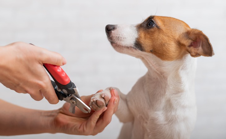 prendre soin des griffes du chien