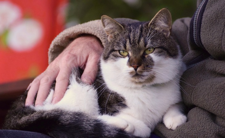 chat âgé