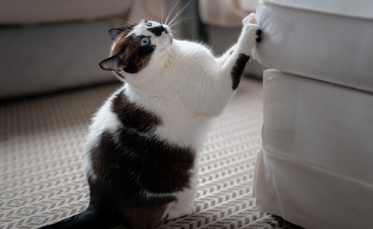 chat fait ses griffes sur un canapé