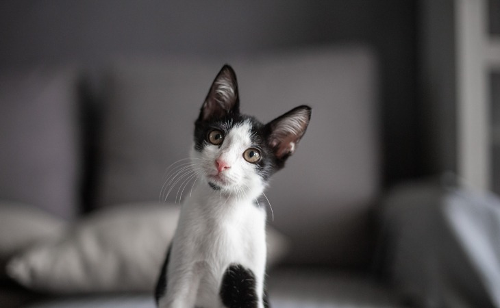 chat noir et blanc