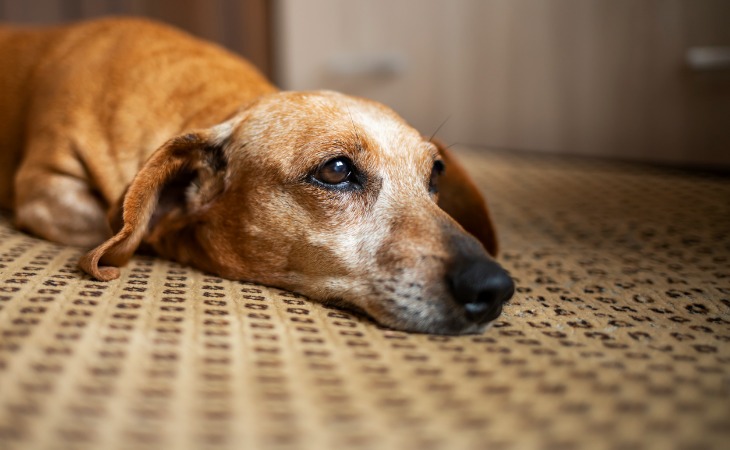 perro viejo durmiendo 