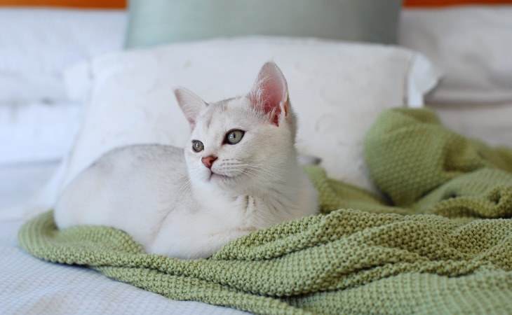 chat blanc allongé sur un lit