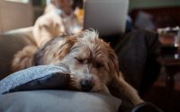 chien âgé allongé sur un canapé