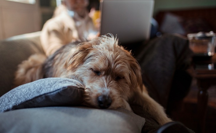 chien âgé allongé sur un canapé