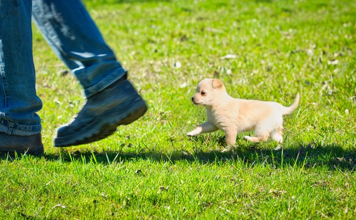 chiot suit son humain