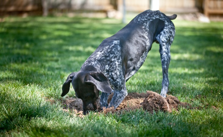 mon chien creuse