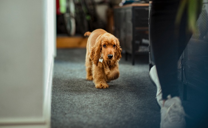 chien cocker suit son propriétaire