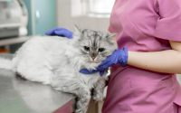 chat allongé sur une table d'examen