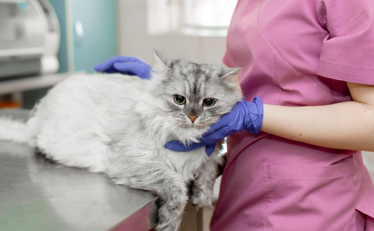 chat allongé sur une table d'examen