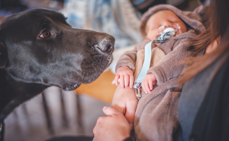 rencontre entre un bébé et un chien
