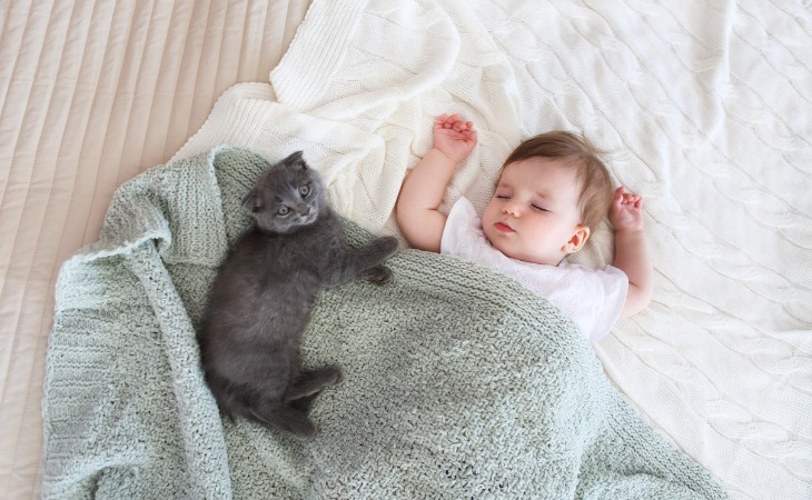 présenter son bébé à son chat