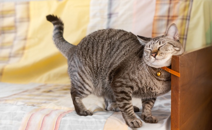 chat marque son territoire en frottant sa tête