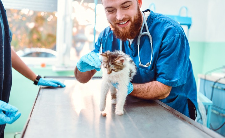 gato en el veterinario por displasia de cadera