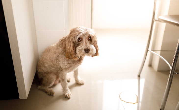 chien qui urine et marque son territoire