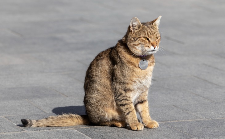 medaille pour chat