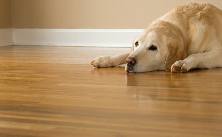 chien labrador âgé allongé par terre