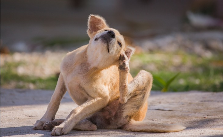 chien qui se gratte