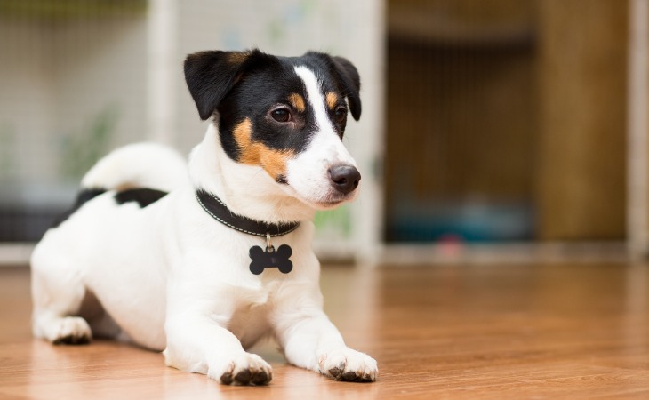 Les médailles pour chiens