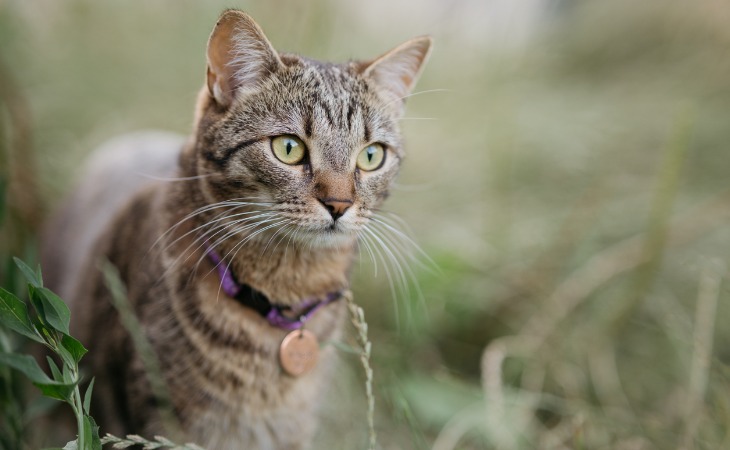 medaille pour chat