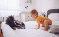 chat et bébé