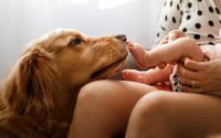 chien golden retriever rencontre un bébé