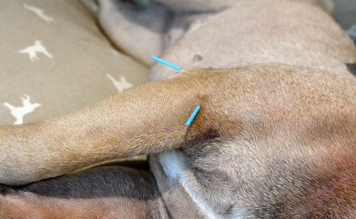 acupuntura perros