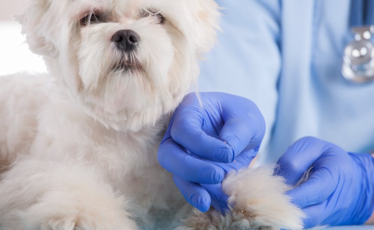 vétérinaire réalise de l'acupuncture sur un chien