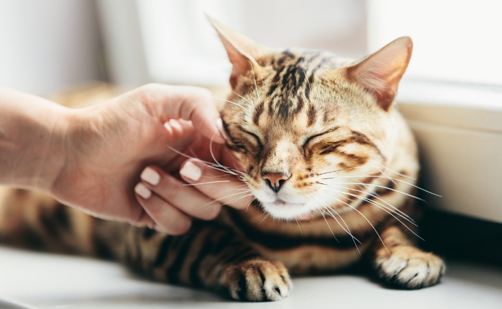 chat tigré se fait caressé