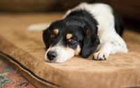 chien allongé sur un matelas