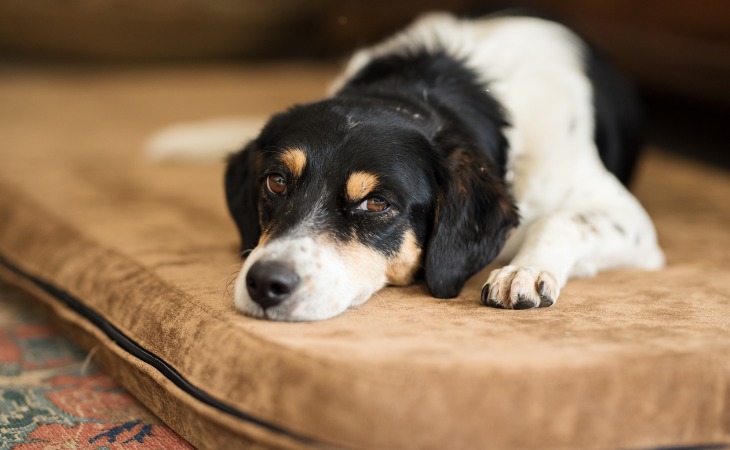 chien allongé sur un matelas