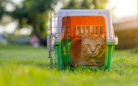 chat roux dans une caisse de transport