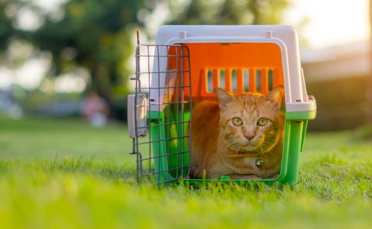 chat roux dans une caisse de transport