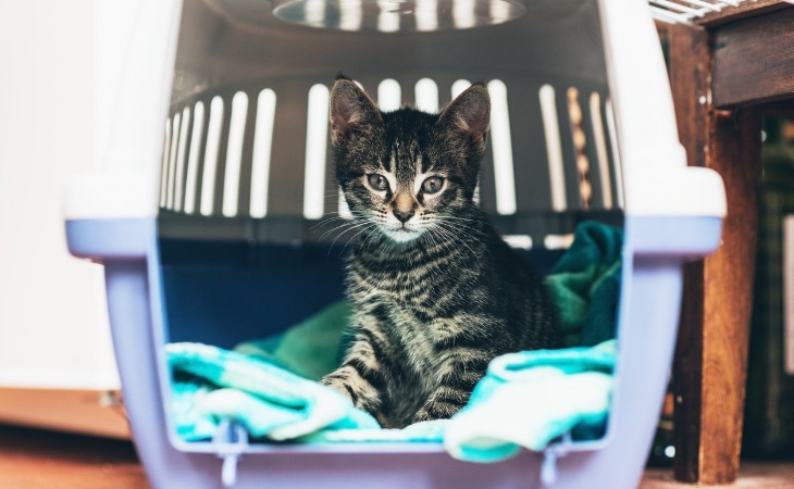 chaton tigré dans une caisse de transport