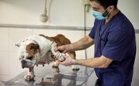 vétérinaire soigne l'arthrose d'un bouledogue anglais