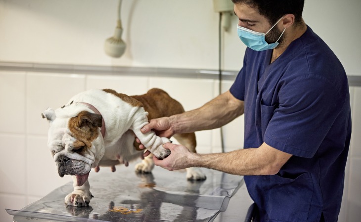 vétérinaire soigne l'arthrose d'un bouledogue anglais