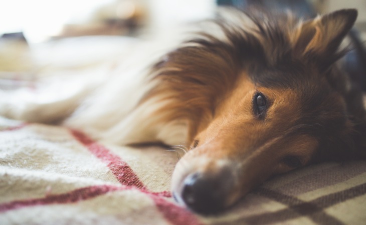 chien Colley acostado en la cama