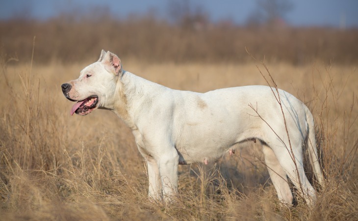 race de chien dogue argentin