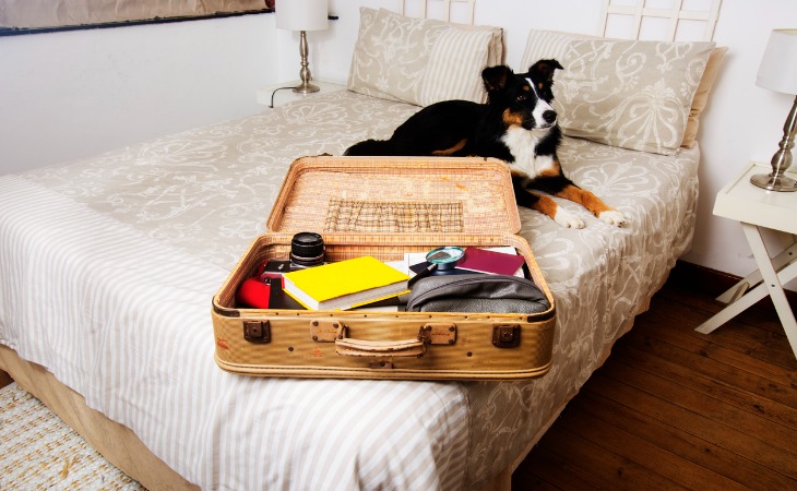chien valise lit