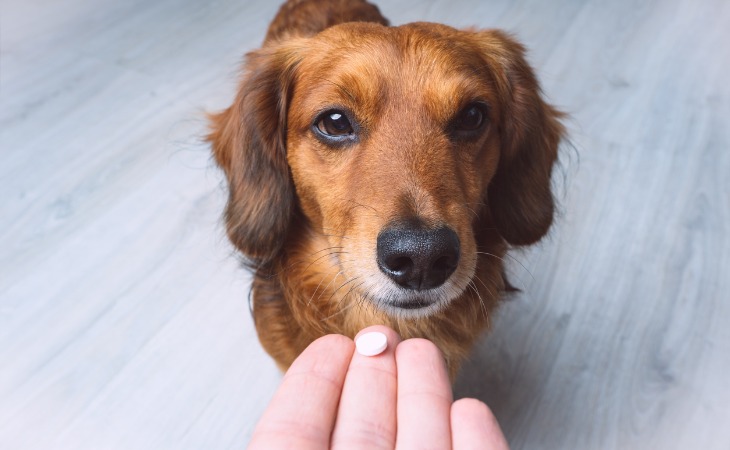 perro medicamento 