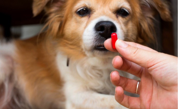 propriétaire donne un médicament à son chien