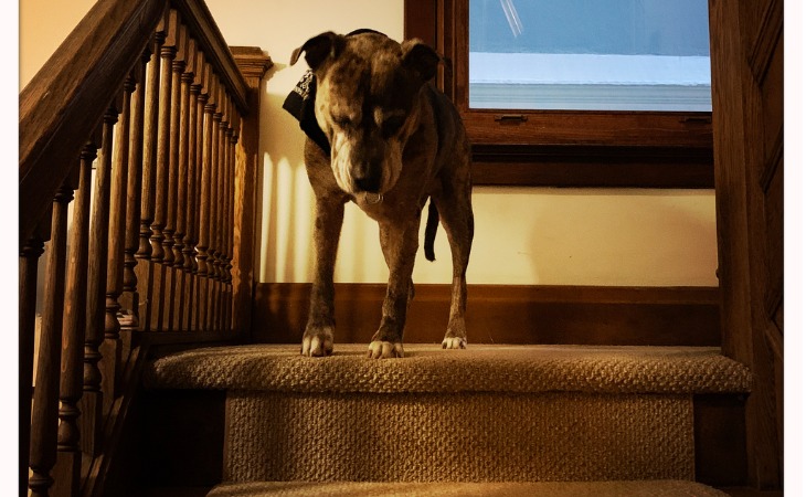 perro bajando las escaleras con dificultad 