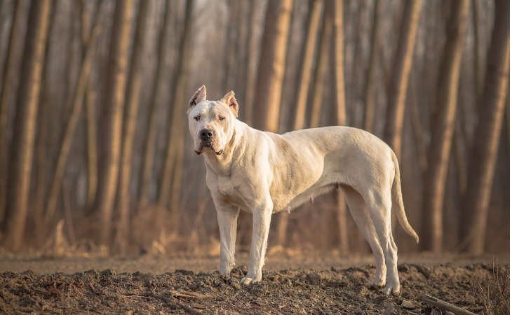 dogo argentino perro