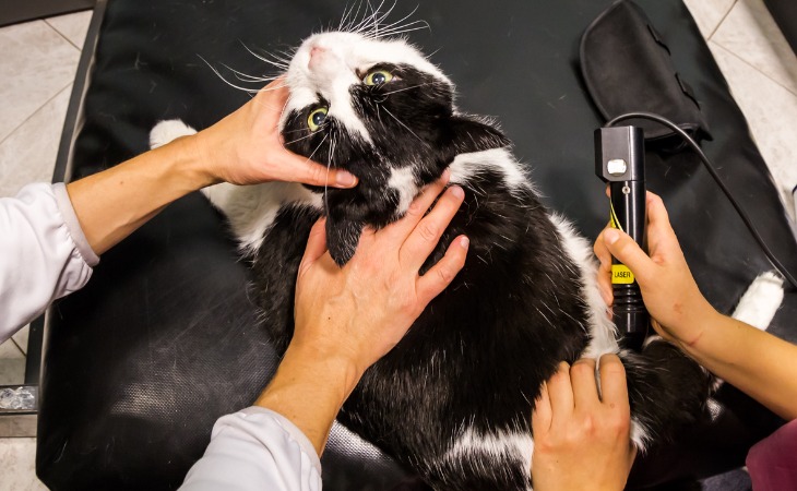 vétérinaire pratique le laser sur un chat souffrant d'arthrose