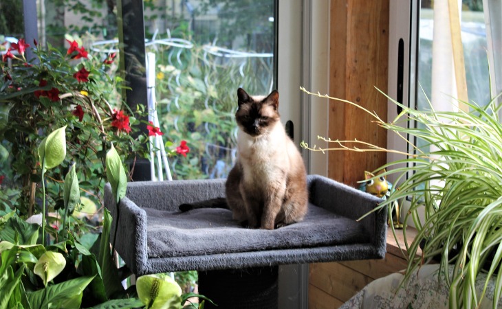 chat siamois entouré de plantes dans un appartement