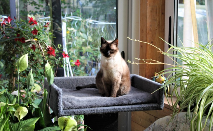 plantas alrededor de gato siamés 