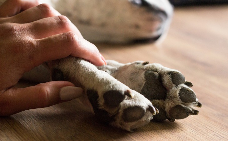 Mort de son chien : que faire du corps ? Enterrement, incinération, que dit  la loi ?